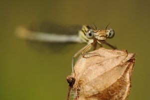 libellule